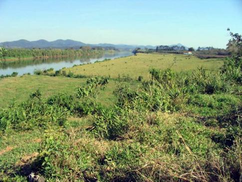 Pasto na beira do Ribeira é exemplo de desrespeito à legislação